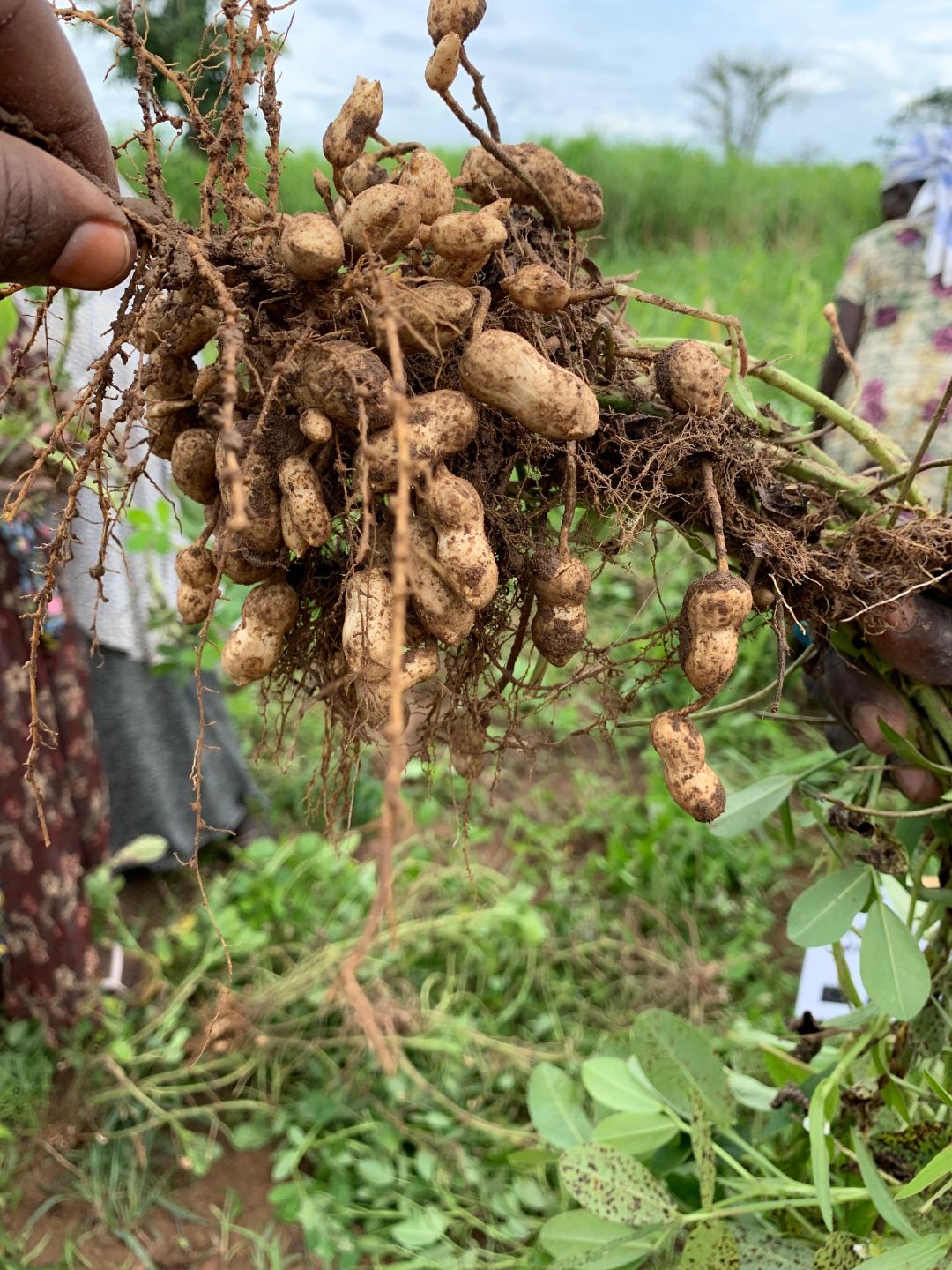 holding the roots of a tuber plant